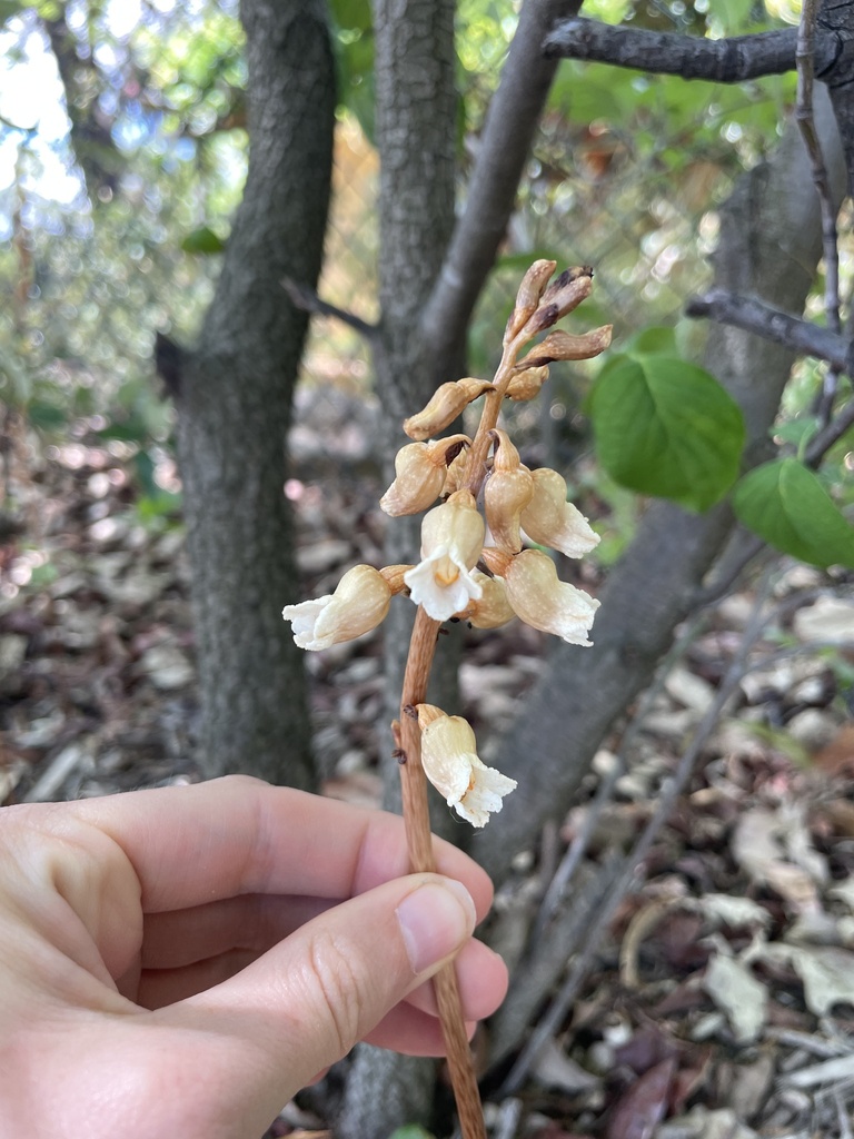 Gastrodia procera