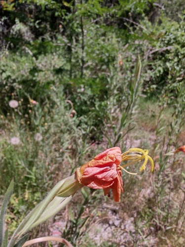 Image of Oenothera affinis by no rights reserved