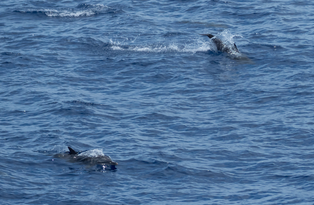 Indo-Pacific Bottlenose Dolphin on May 2, 2022 at 12:08 PM by ...