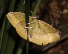 Anthela excellens