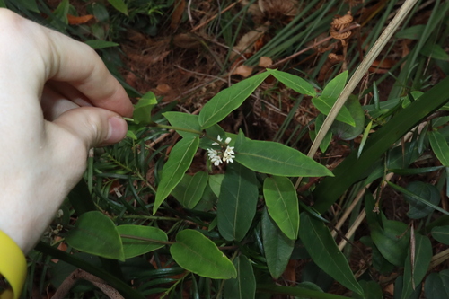 Image of Leichhardtia suaveolens by (c) Thomas Mesaglio, some rights reserved (CC BY)