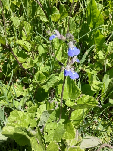 Image of Salvia procurrens by no rights reserved