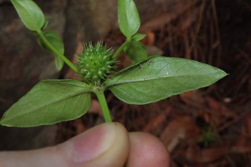 Image of Opercularia aspera by (c) Thomas Mesaglio, some rights reserved (CC BY)