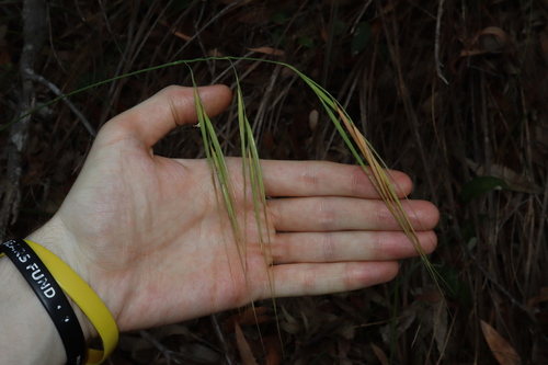 Image of Anisopogon avenaceus by (c) Thomas Mesaglio, some rights reserved (CC BY)