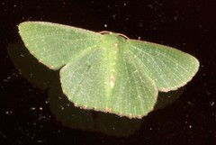 Eucyclodes metaspila