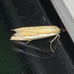 Crambus satrapellus