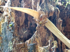 Polybia chrysothorax