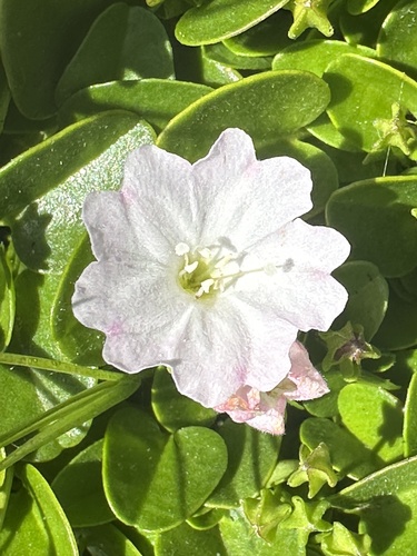 Falkia repens
