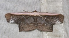 Tessarotis rubrata