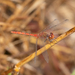 Diplacodes bipunctata - Photo (c) Chris Burwell,  זכויות יוצרים חלקיות (CC BY-NC), הועלה על ידי Chris Burwell