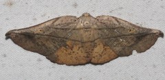 Xenomusa metallica