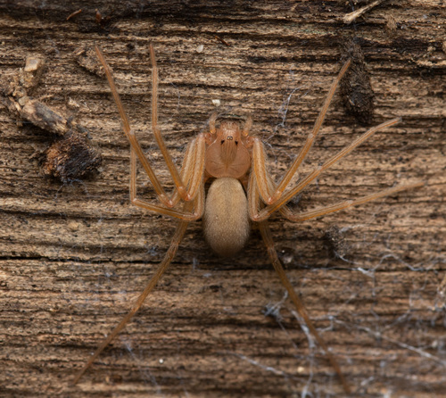 Mediterranean recluse