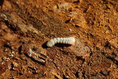 Stictoleptura rubra