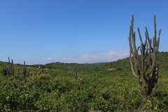 Armatocereus cartwrightianus