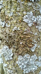 Melanohalea exasperata