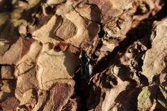 Pterostichus oblongopunctatus