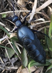 Meloe proscarabaeus