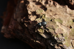 Pterostichus oblongopunctatus