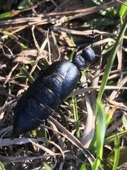 Meloe proscarabaeus