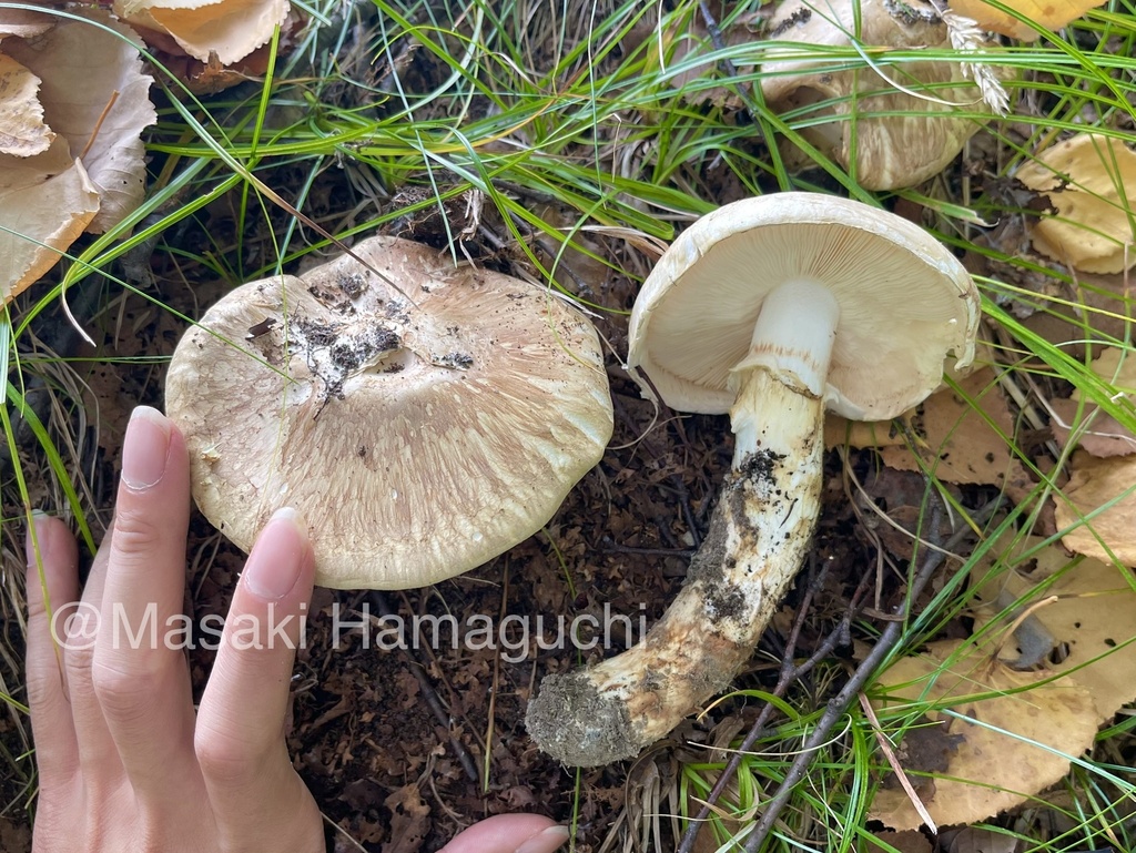 Matsutake in October 2023 by Masaki Hamaguchi. 広葉樹林に発生したマツタケ。 · iNaturalist