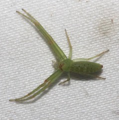 Cetratus rubropunctatus