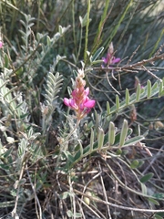 Onobrychis stenorhiza