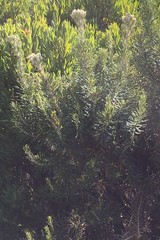 Ozothamnus turbinatus