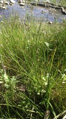 Eleocharis montevidensis