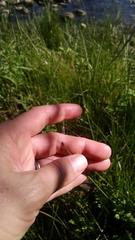 Eleocharis montevidensis