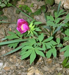 Paeonia officinalis