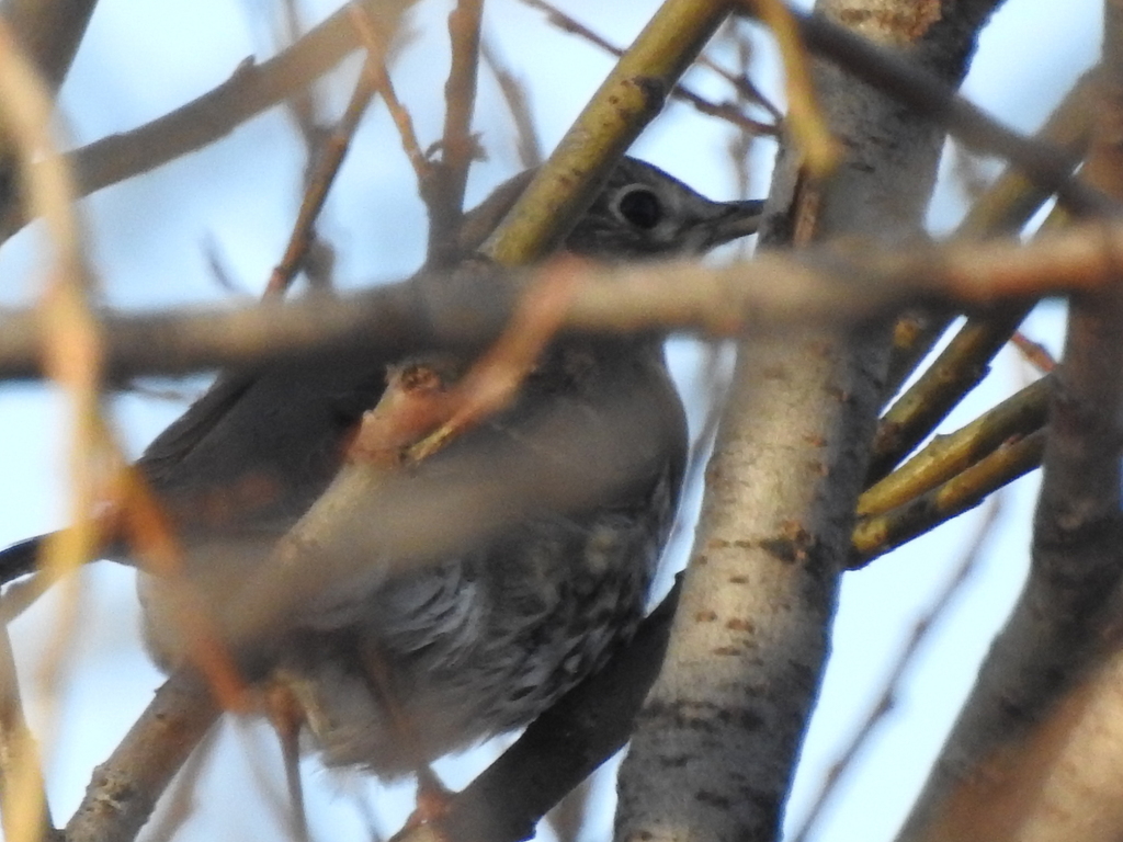 Song Thrush from Эльмаш, Екатеринбург, Свердловская обл., Россия on ...