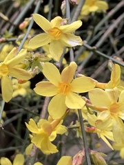 Jasminum nudiflorum