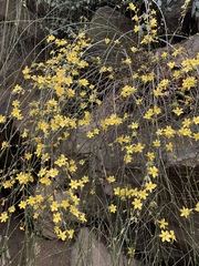 Jasminum nudiflorum