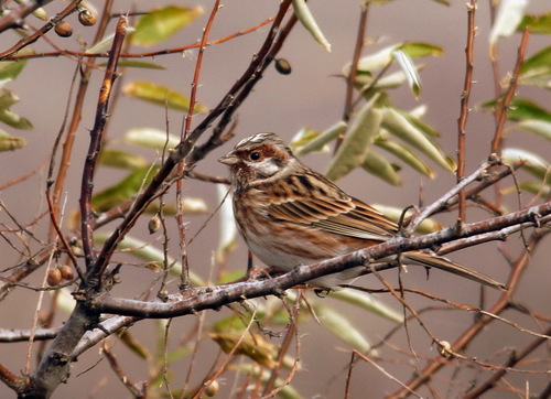 Escribano cabeciblanco (Emberiza leucocephalos)