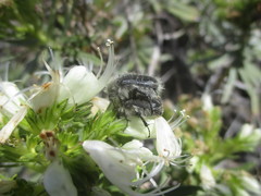 Tropinota squalida canariensis