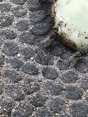 Diptera
