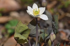 Jeffersonia diphylla