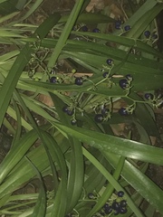 Dianella sandwicensis