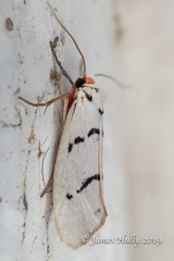 Enaemia atrolinea