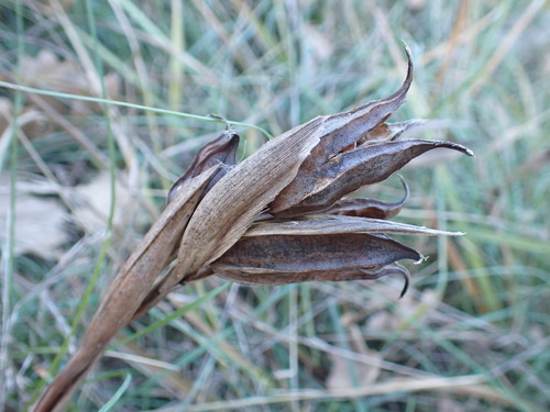 Image of Iris reichenbachiana by (c) Franck Cabot, some rights reserved (CC BY)