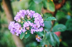 Lagerstroemia indica