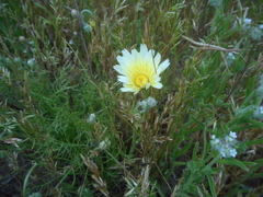 Malacothrix glabrata