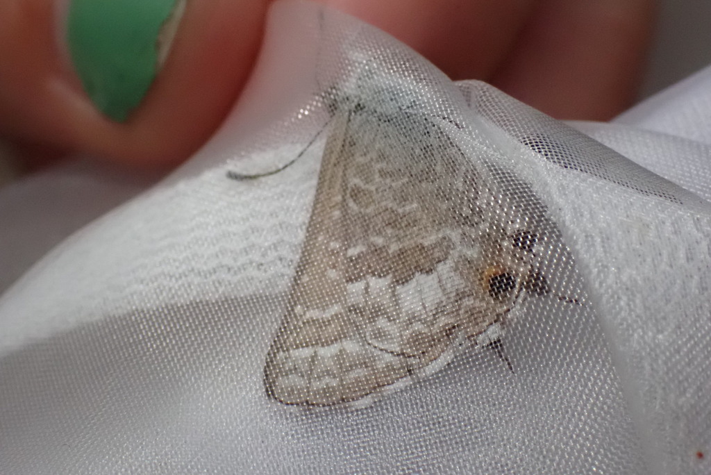 Theclinesthes from Burbank QLD 4156, Australia on November 26, 2023 at