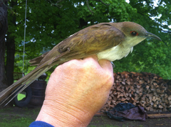 Coccyzus erythropthalmus