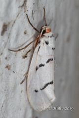 Enaemia atrolinea