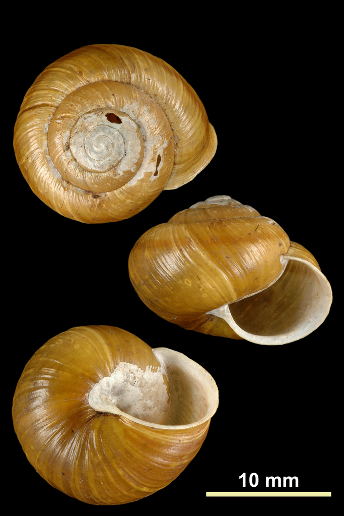 Arianta canigonensis vareliensis