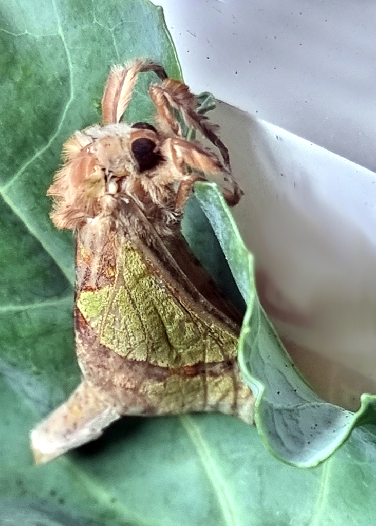 Common Splendid Ghost Moth from Gordon VIC 3345, Australia on November ...