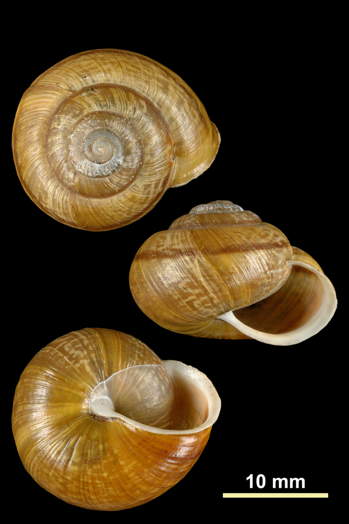 Arianta arbustorum arbustorum