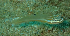 Allen's Goby photo 3