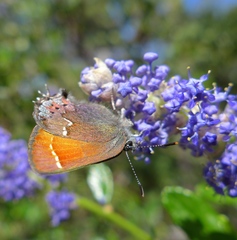 Callophrys muiri